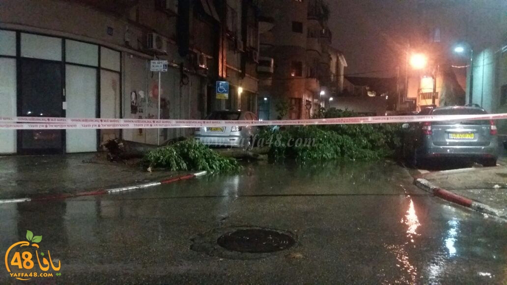 treej hsadua (2).jpg